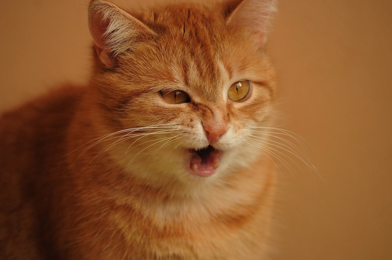 猫ちゃんの呼吸がつらそうなときの原因と対応