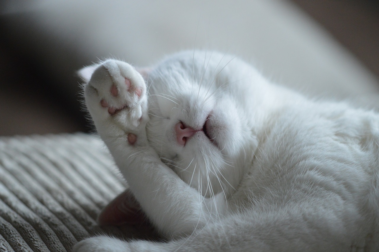 猫ちゃんの呼吸がつらそうなときの原因と対応