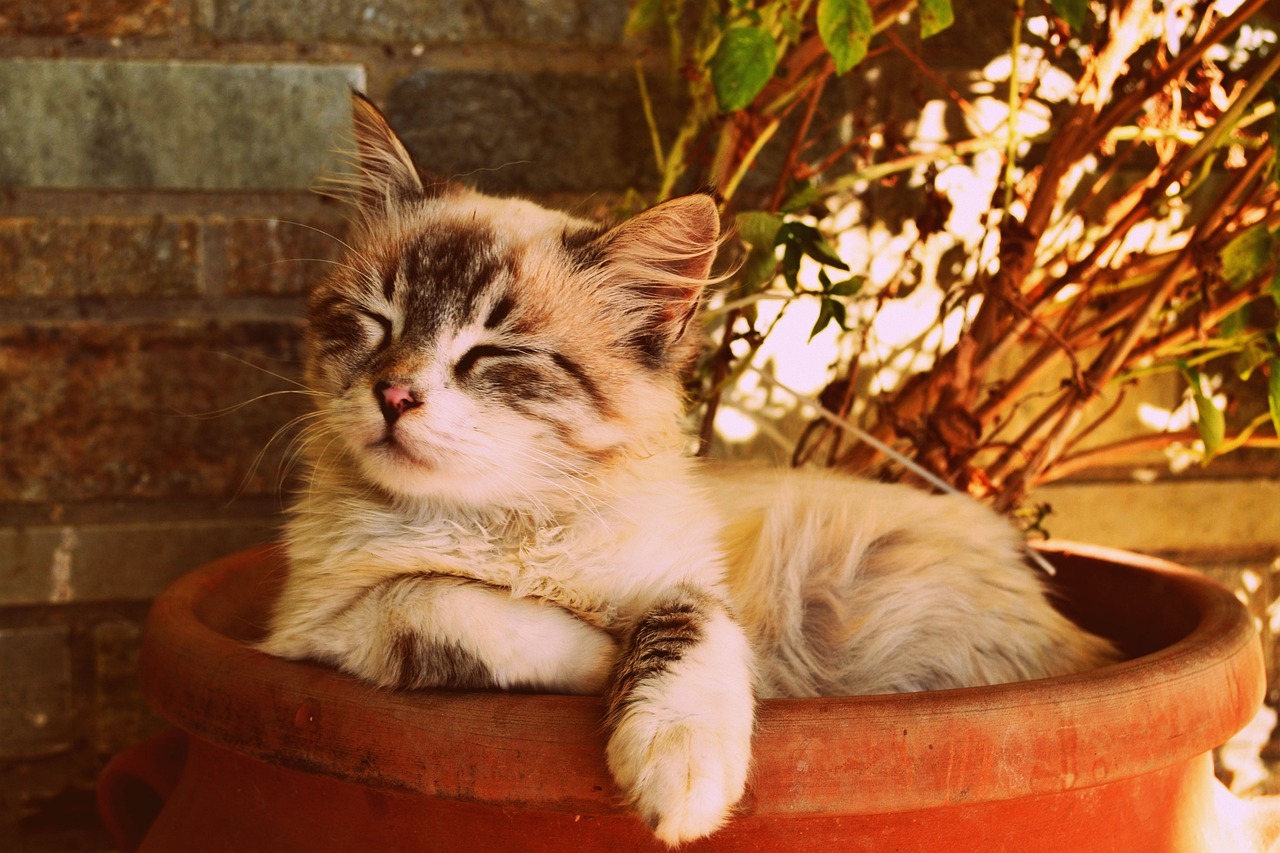 猫ちゃんの呼吸がつらそうなときの原因と対応