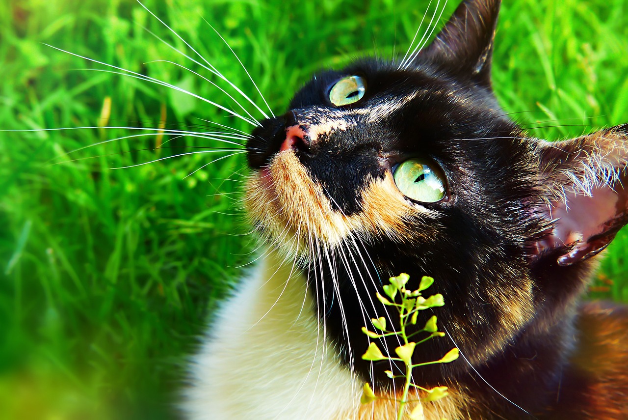 猫ちゃんの呼吸がつらそうなときの原因と対応