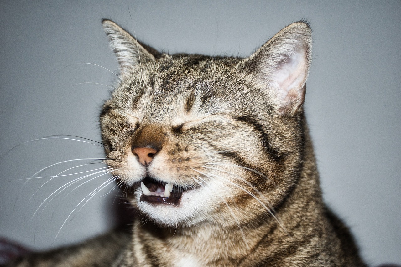 猫ちゃんの呼吸がつらそうなときの原因と対応
