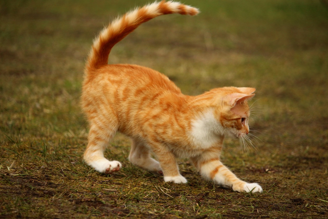 猫ちゃんの呼吸がつらそうなときの原因と対応