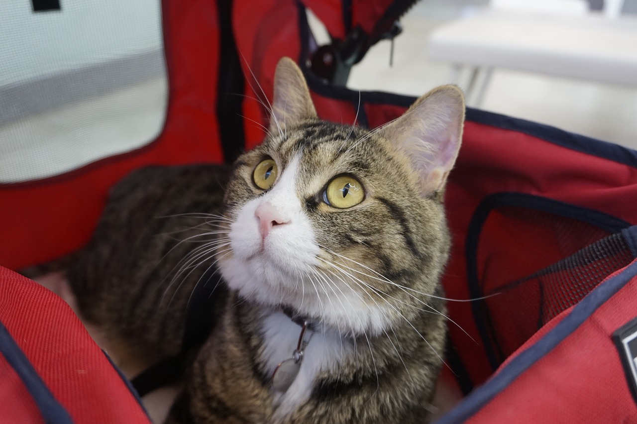 猫ちゃんの呼吸がつらそうなときの原因と対応