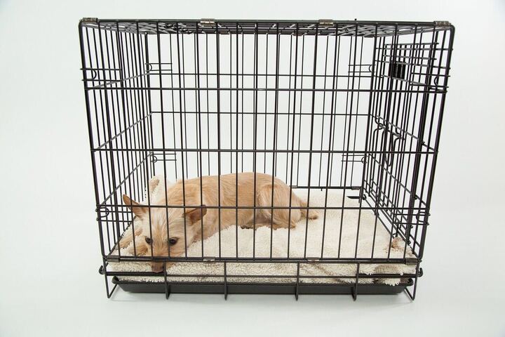 愛犬のストレスの原因と簡単に出来るストレス発散方法4選