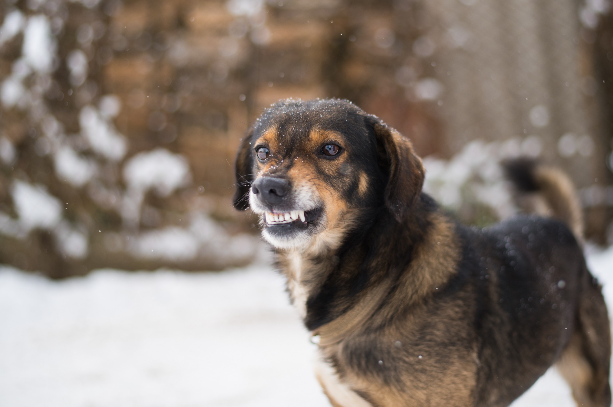 愛犬のストレスの原因と簡単に出来るストレス発散方法4選