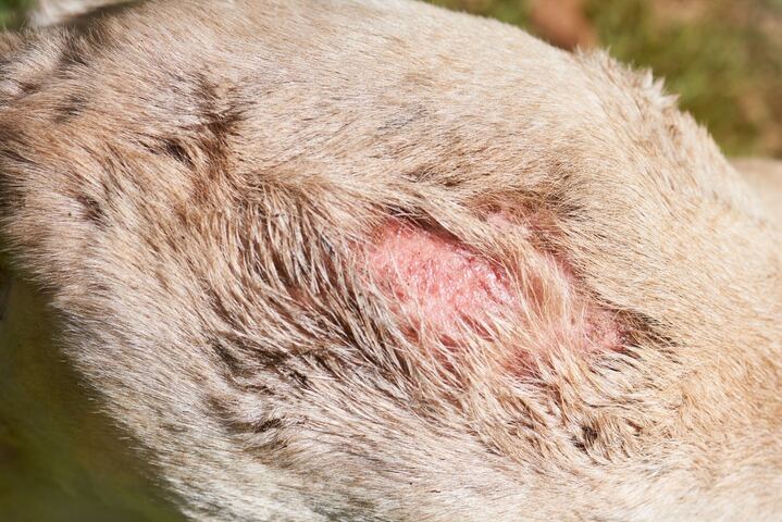愛犬のストレスの原因と簡単に出来るストレス発散方法4選