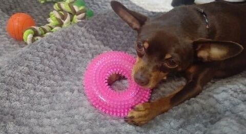 愛犬のストレスの原因と簡単に出来るストレス発散方法4選