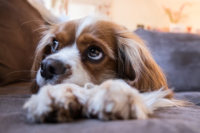 寝る前にフン!犬がため息をつく意味とは
