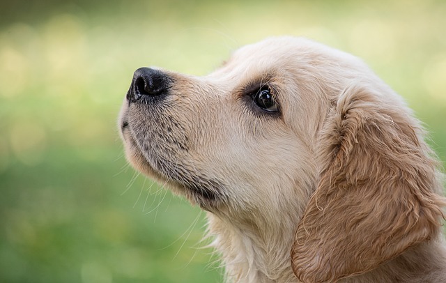 寝る前にフン!犬がため息をつく意味とは