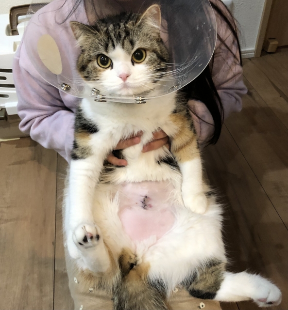 猫の避妊手術の流れ、その後の注意点などを詳しく解説!