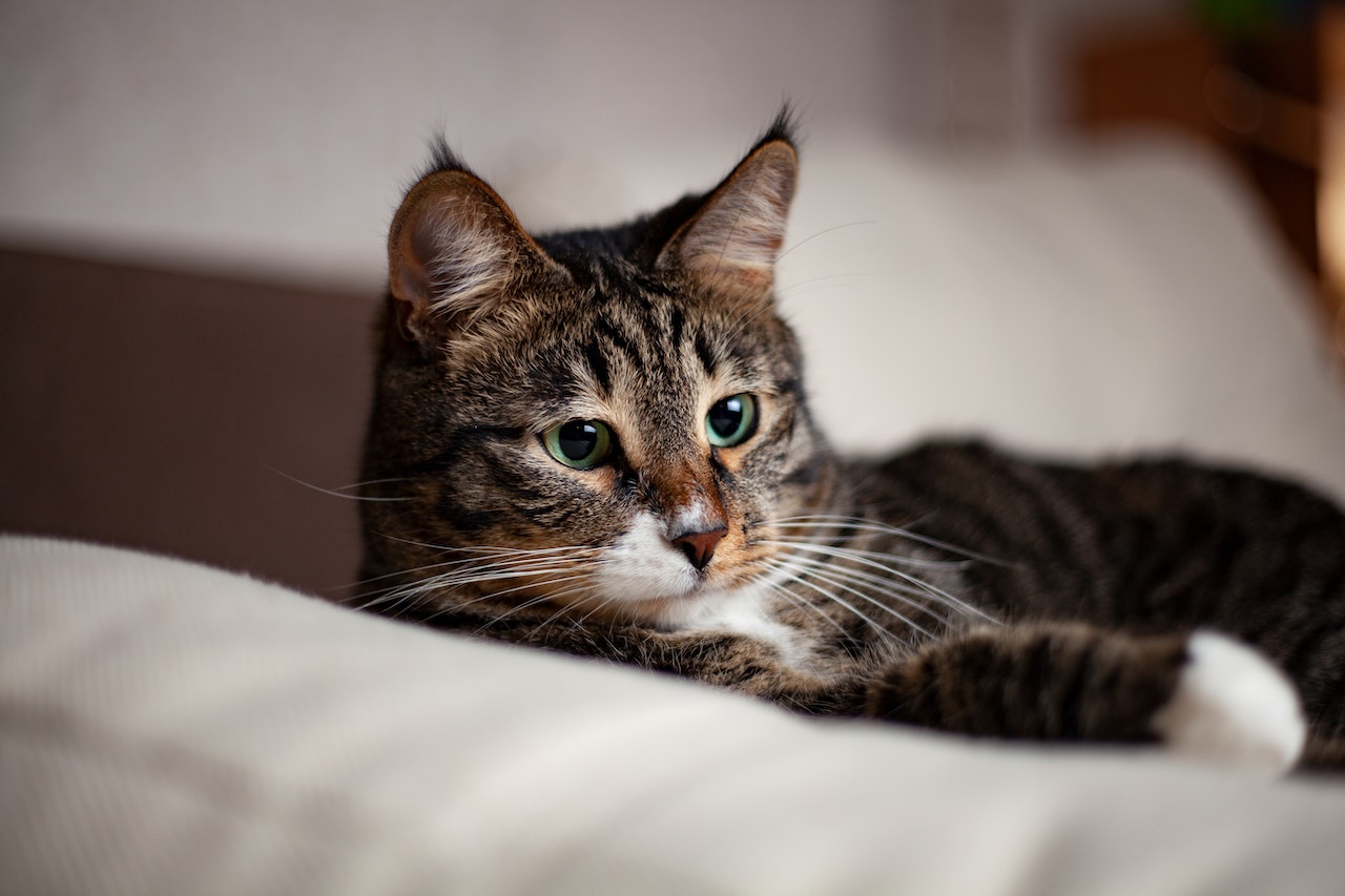 猫の夜鳴きが止まらない！原因と効果的な対処法を紹介
