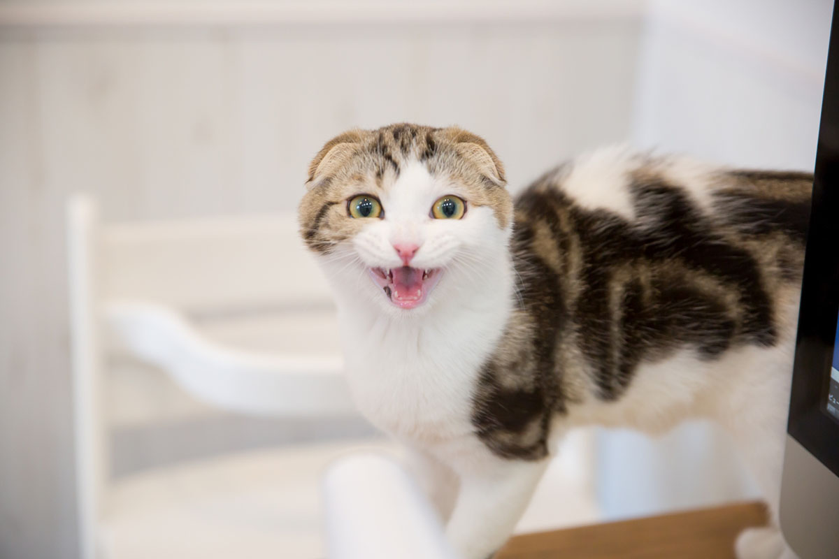 猫の夜鳴きが止まらない!原因と効果的な対処法を紹介