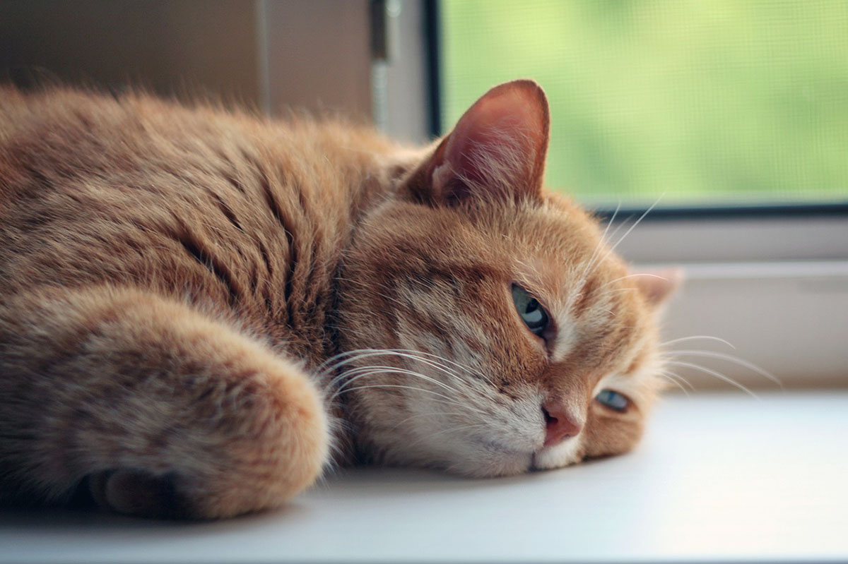 猫の夜鳴きが止まらない!原因と効果的な対処法を紹介