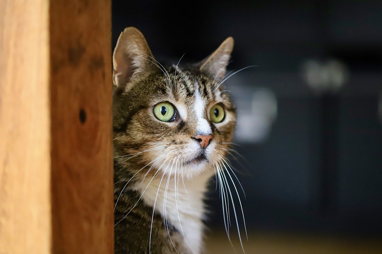 猫の夜鳴きが止まらない!原因と効果的な対処法を紹介
