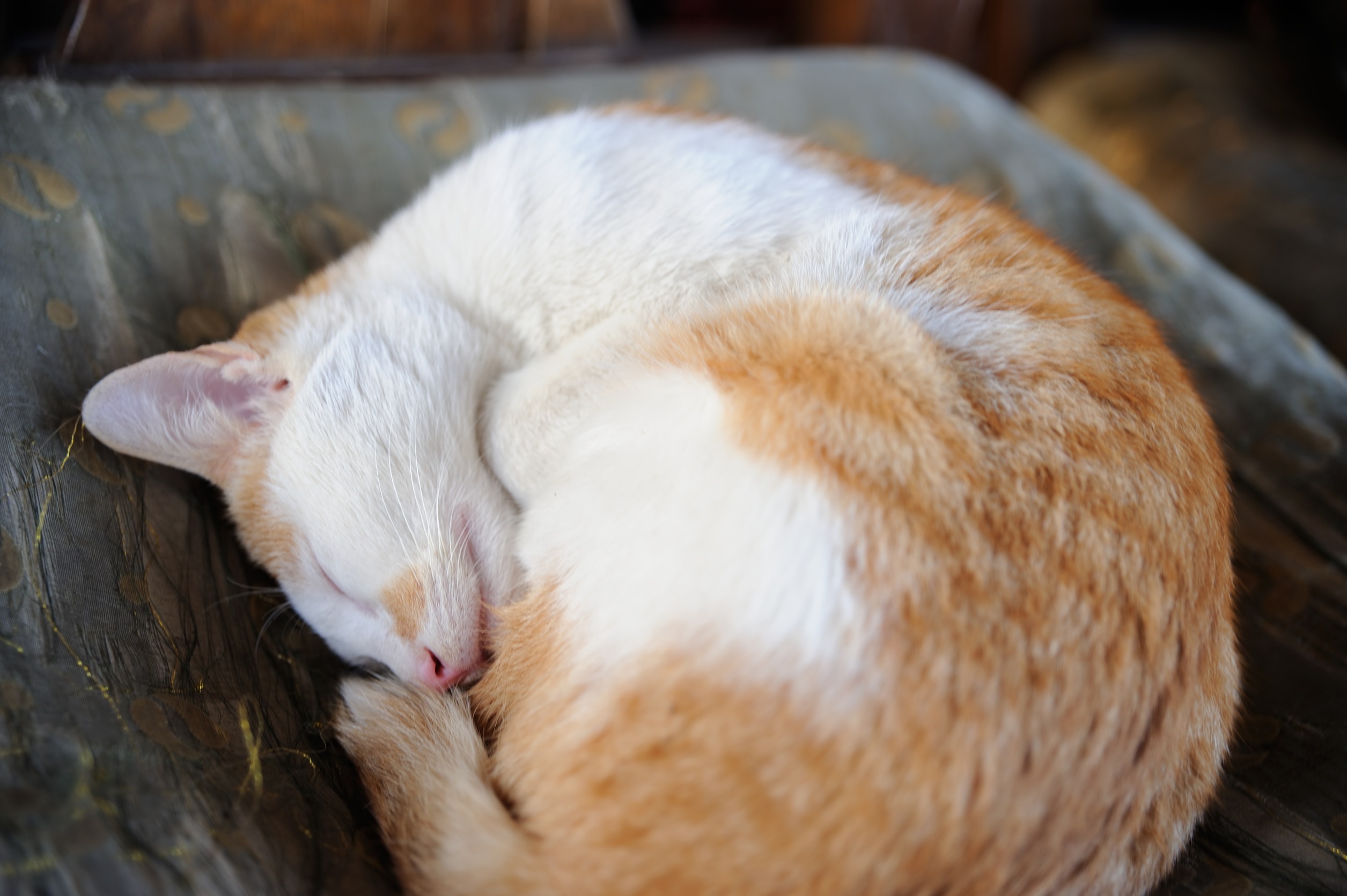 冬を健康に乗り切る！猫が快適に過ごせる温度と寒さ対策