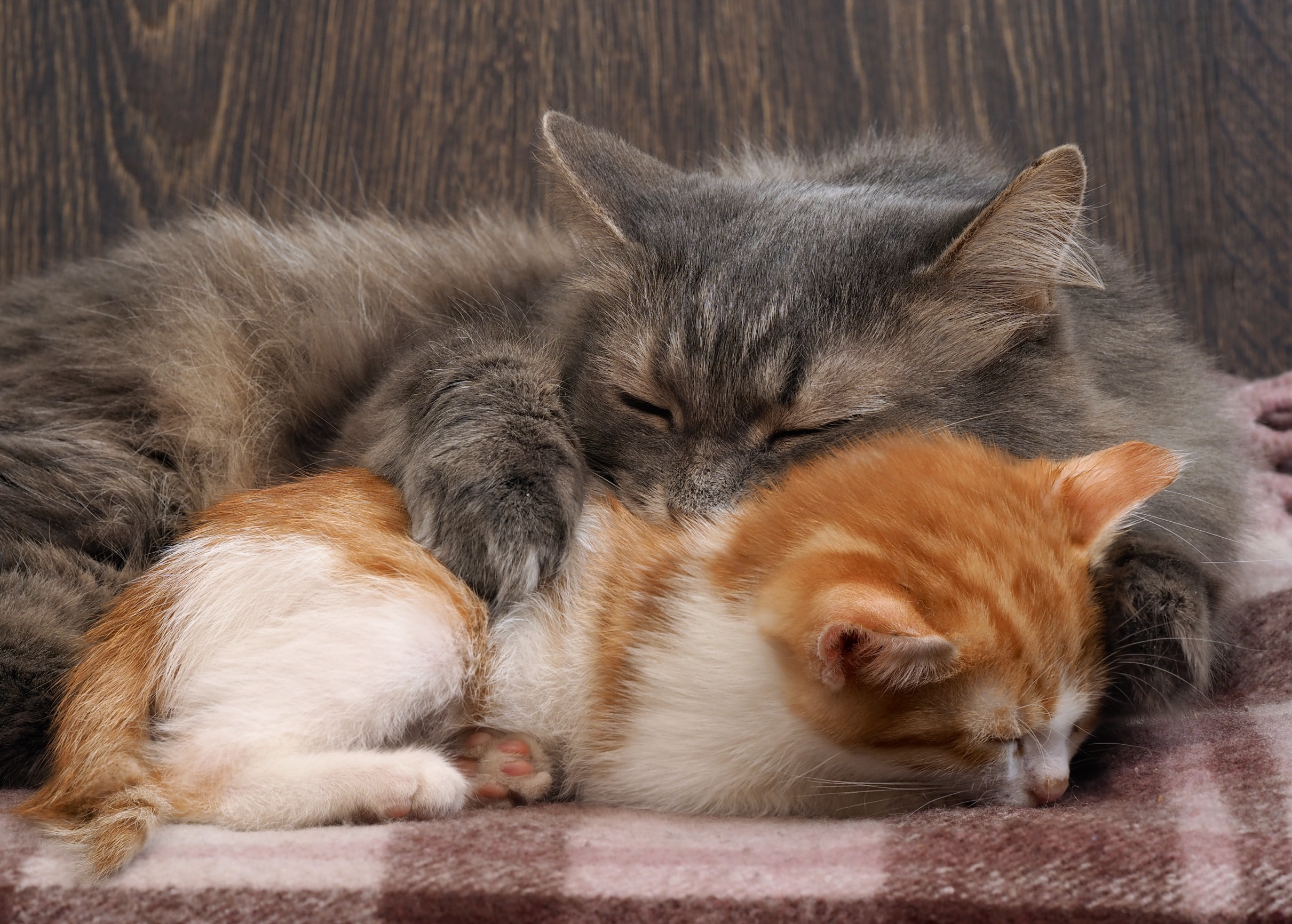 冬を健康に乗り切る!猫が快適に過ごせる温度と寒さ対策