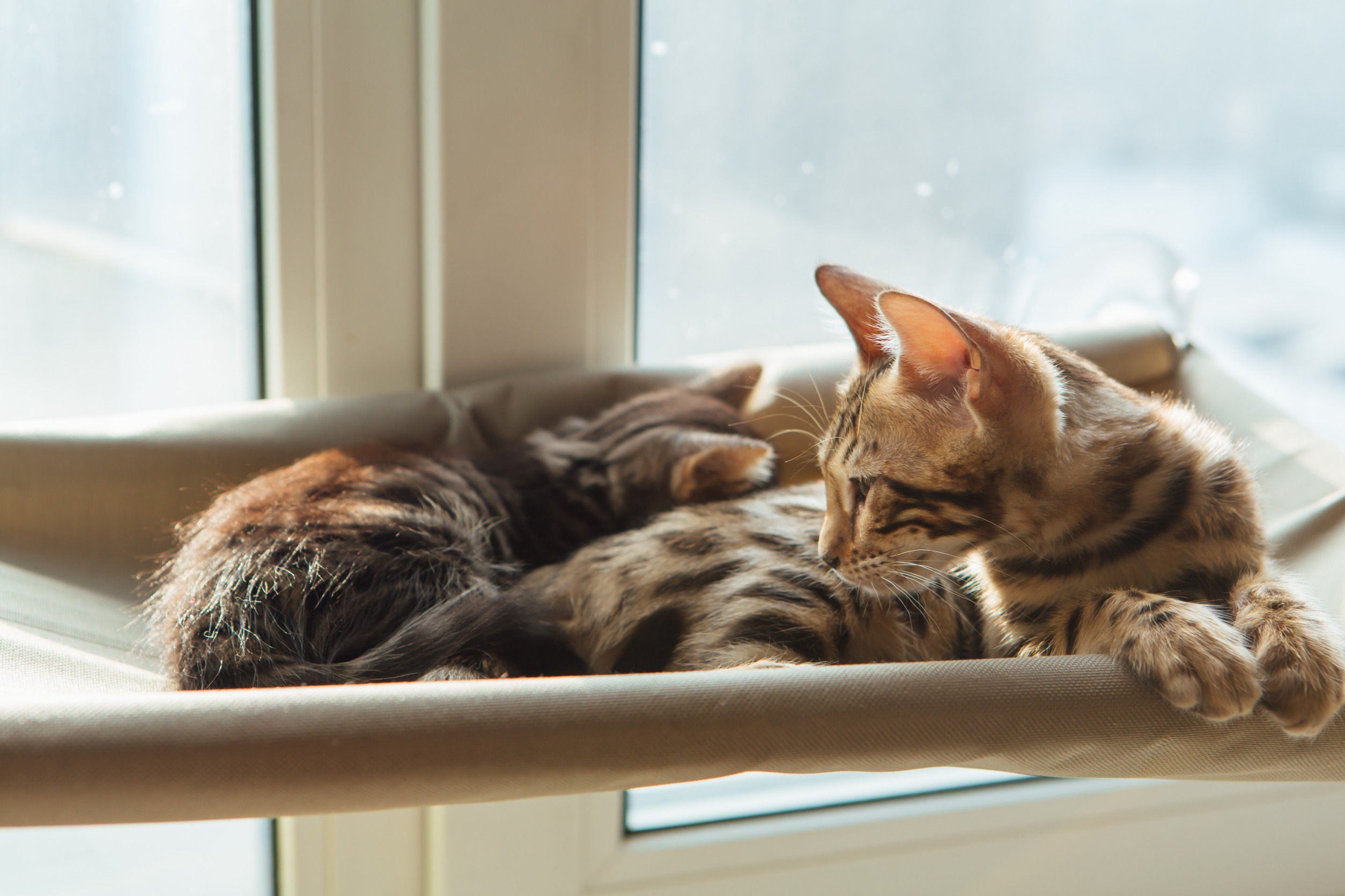 冬を健康に乗り切る!猫が快適に過ごせる温度と寒さ対策
