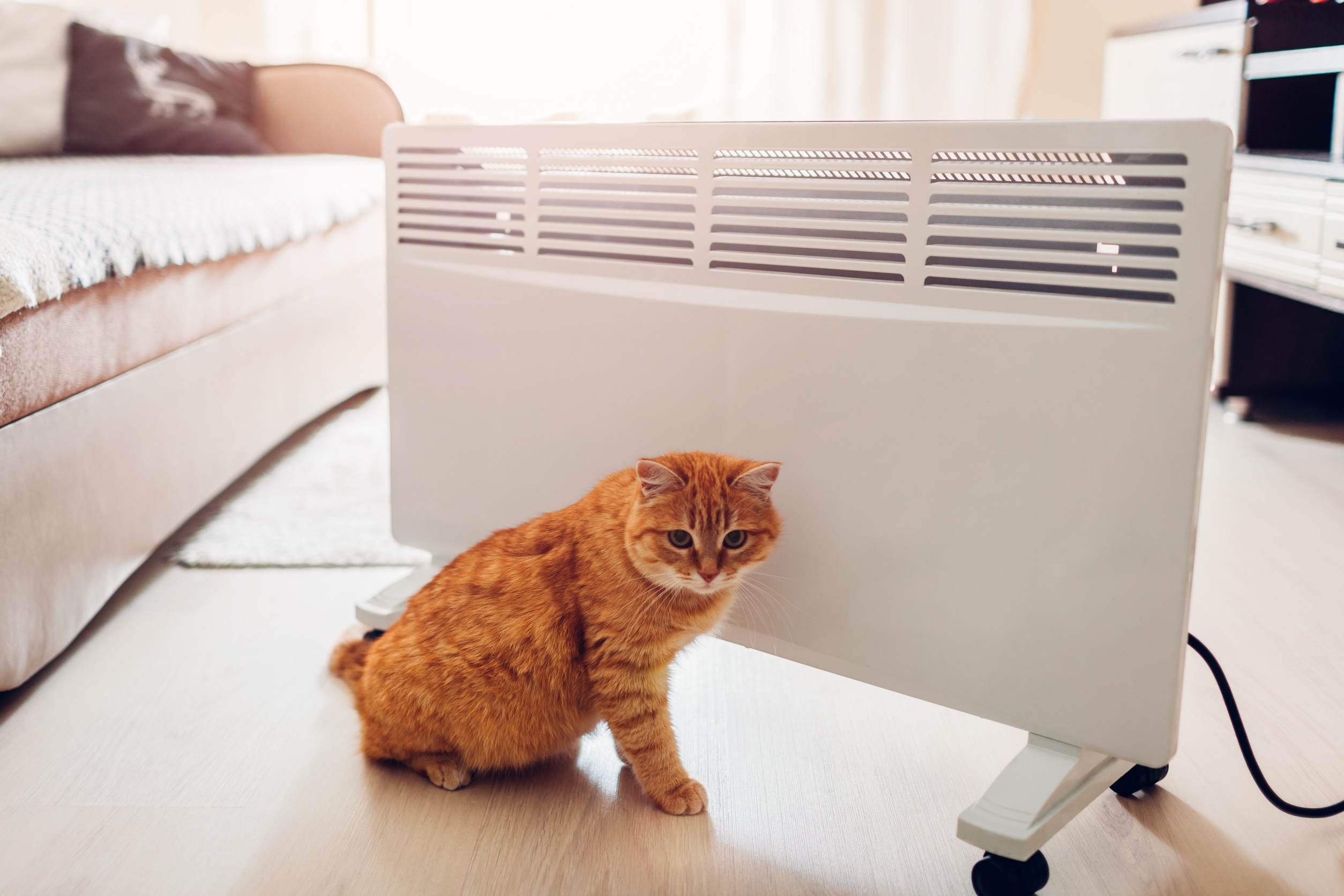冬を健康に乗り切る!猫が快適に過ごせる温度と寒さ対策