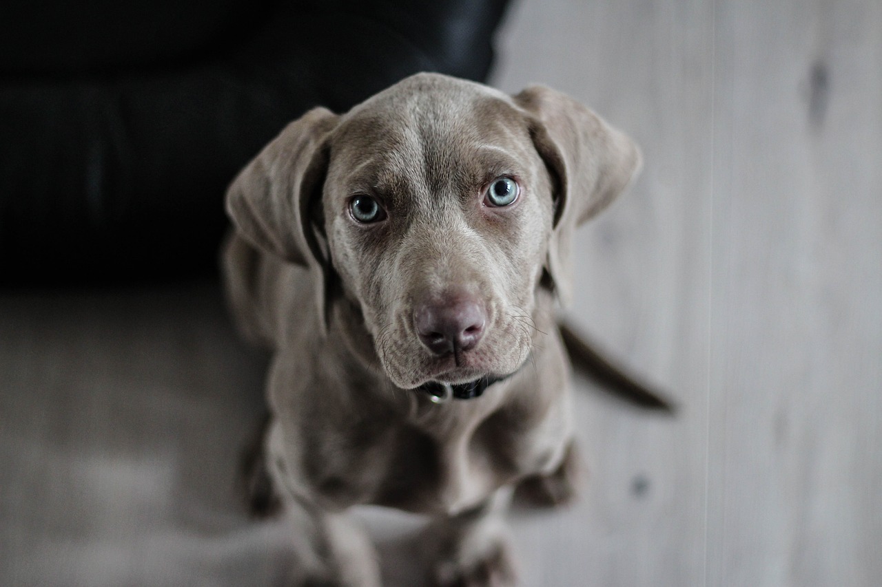 大型犬はなぜ寿命が短いの？長生きの秘訣は？