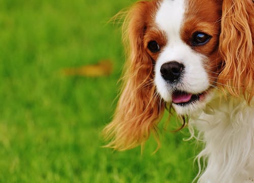 心臓病の犬と散歩するときに注意したい症状や対策
