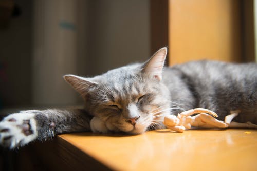 猫の不妊・去勢手術のメリットとデメリット