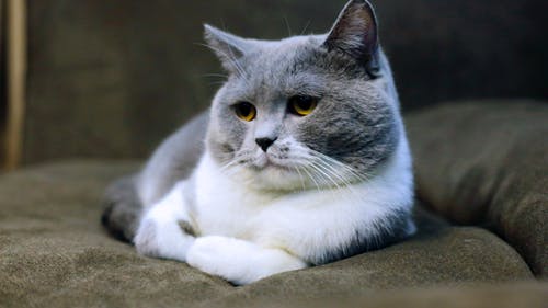 猫の急性腎不全の原因と治療