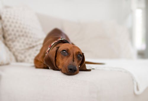 犬の会陰ヘルニアと緊急時の外科的処置