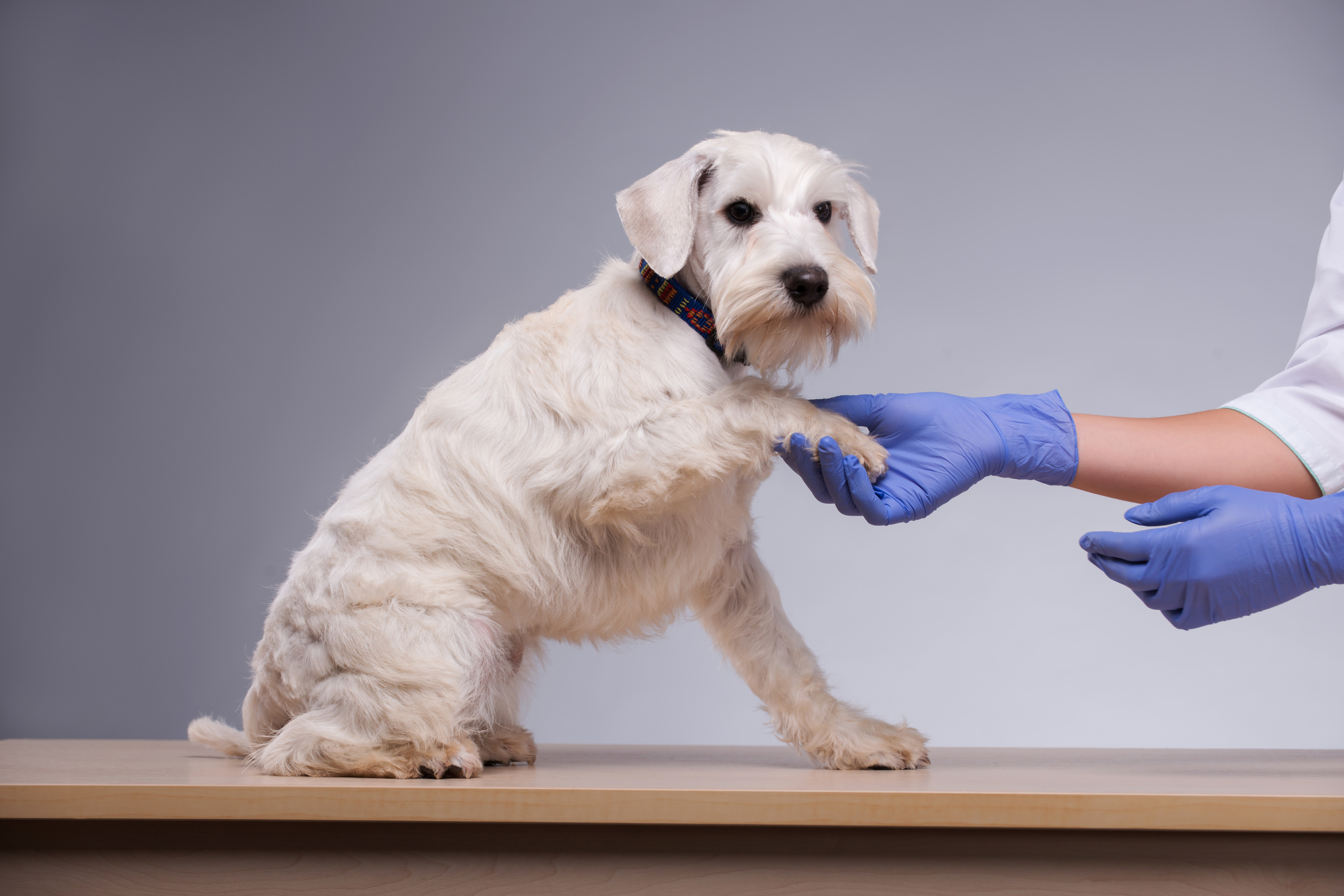 愛犬が誤飲してしまったら?対策5選