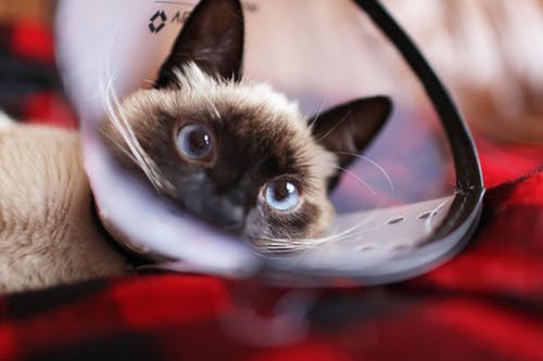 動物病院に行く時に知っておいてほしいことー猫編