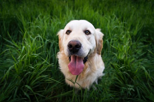 ペットシッターに依頼する時の注意点。中型犬・大型犬版