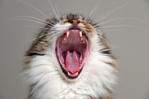 猫の口内炎の原因と治療について