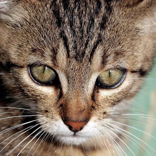 猫もお手入れは必要！家でした方がいいお手入れは