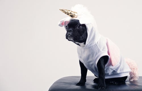 犬が洋服を着るメリット・デメリット