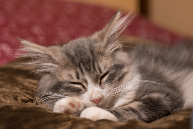 今人気の猫種は?特徴や注意点もご紹介!