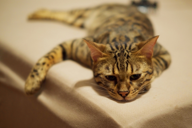 今人気の猫種は?特徴や注意点もご紹介!
