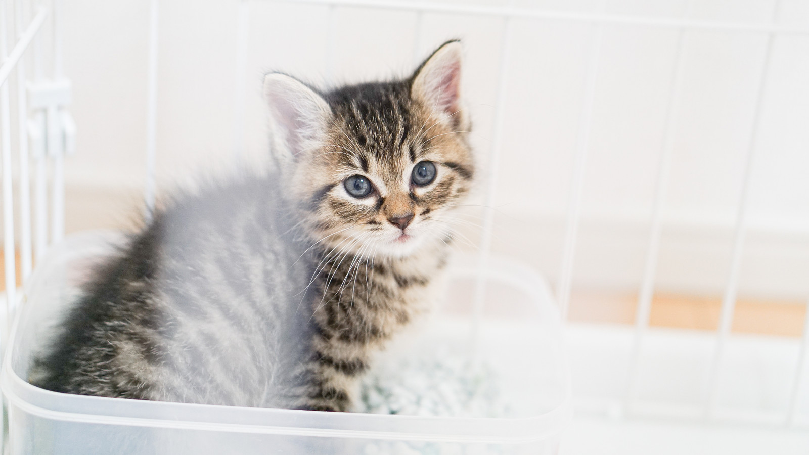 子猫の低血糖や脱水は特に危険!注意すべき症状や応急処置法は?
