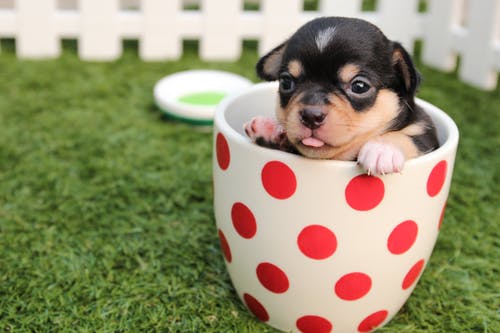 犬に乳酸菌をあげるといい効果とは??