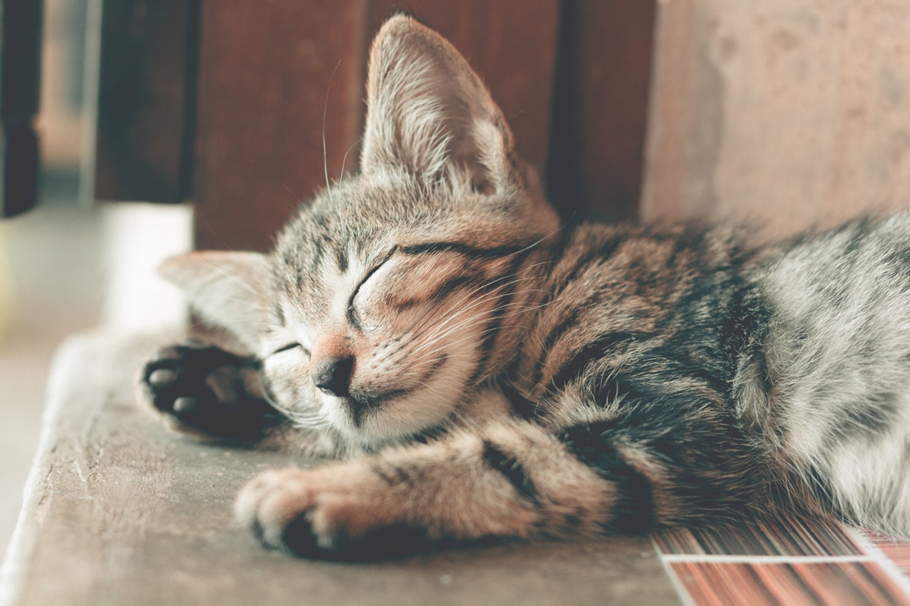 愛猫の健康はあなたが守る!獣医がやってる簡単毎日の健康チェック