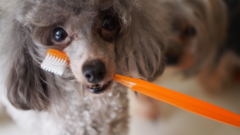 犬の寿命を縮めてしまうNG行為