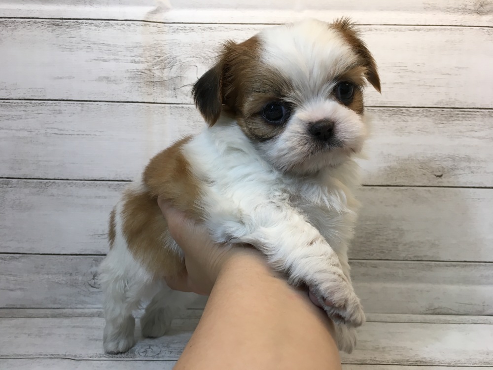 犬の寿命を縮めてしまうNG行為