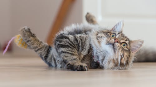 猫の肥大型心筋症の診断と治療