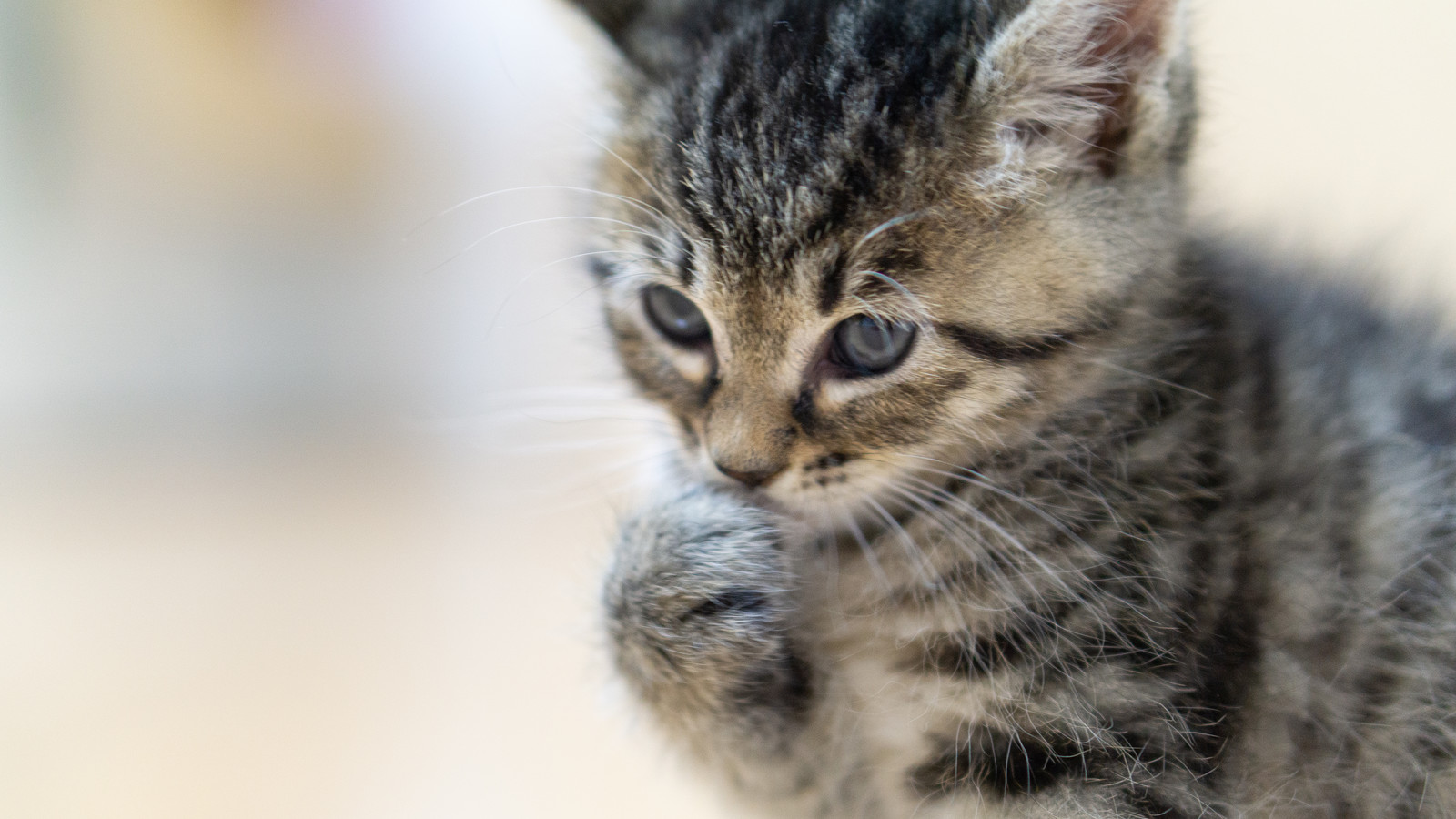 猫のゴロゴロはまだまだ謎ばかり? 喉を鳴らす意味と不思議な効果!