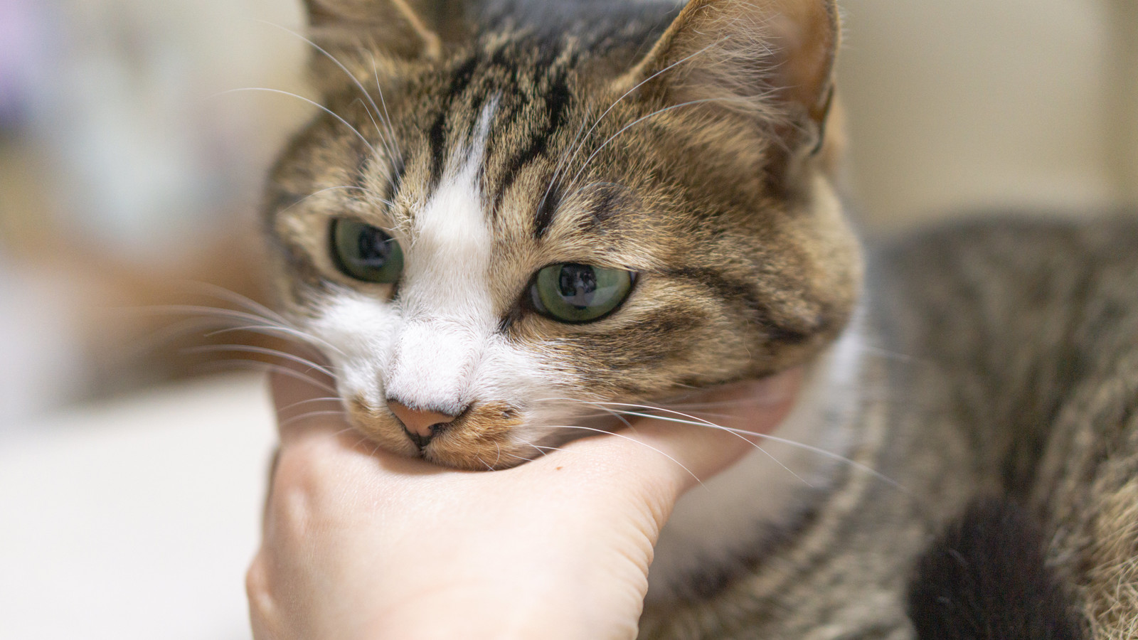猫のゴロゴロはまだまだ謎ばかり? 喉を鳴らす意味と不思議な効果!
