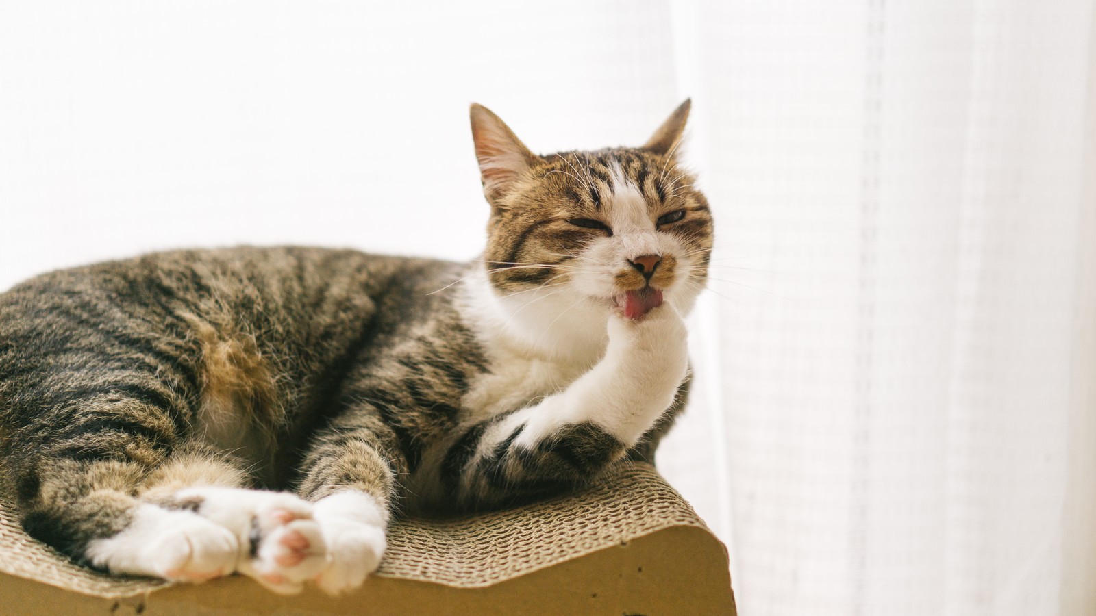 猫のゴロゴロはまだまだ謎ばかり? 喉を鳴らす意味と不思議な効果!
