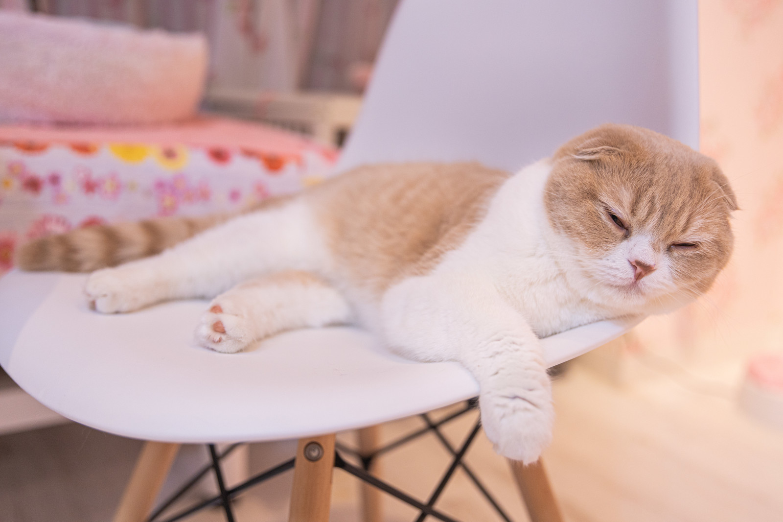 猫のゴロゴロはまだまだ謎ばかり? 喉を鳴らす意味と不思議な効果!
