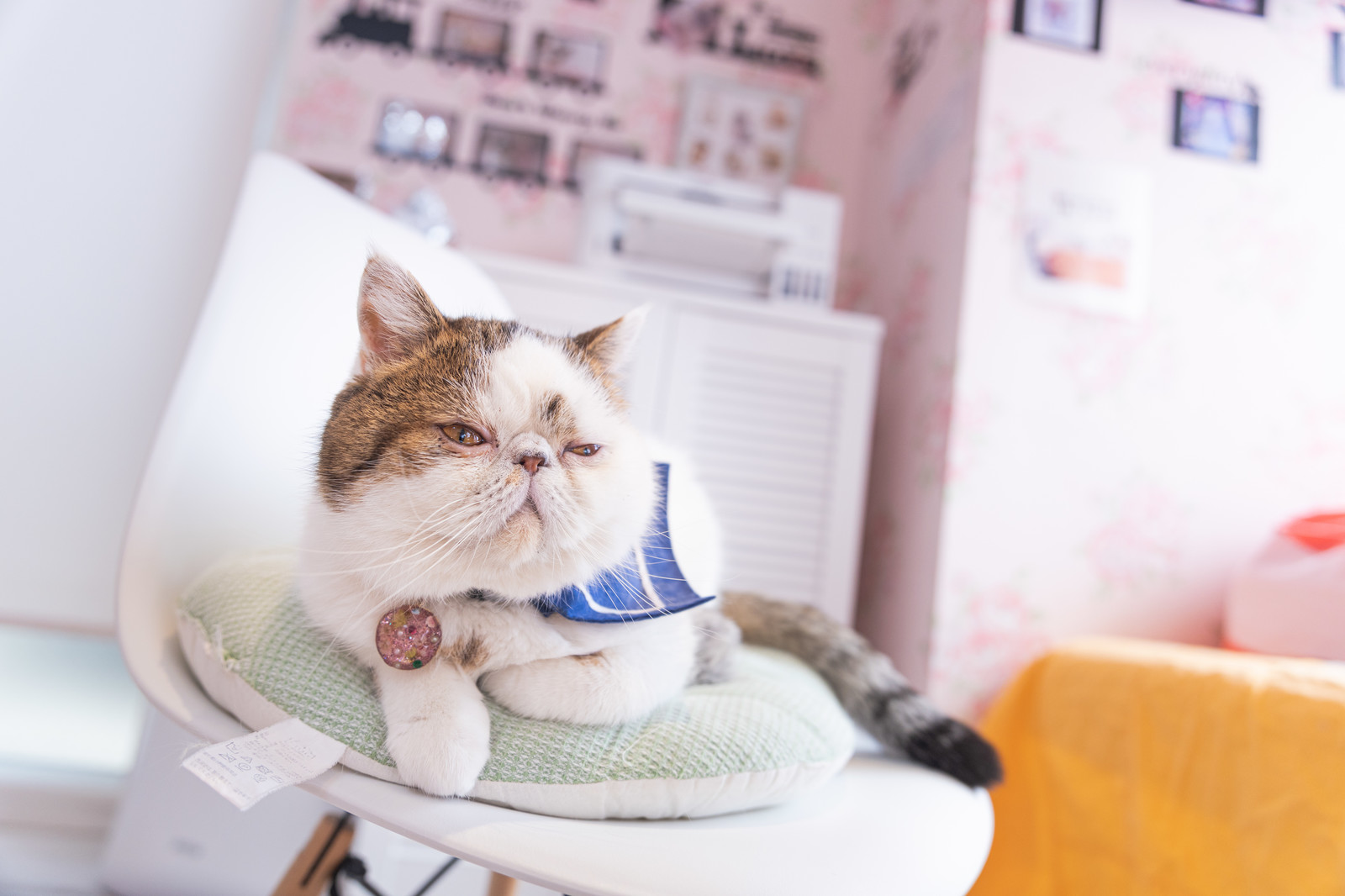 猫のゴロゴロはまだまだ謎ばかり? 喉を鳴らす意味と不思議な効果!