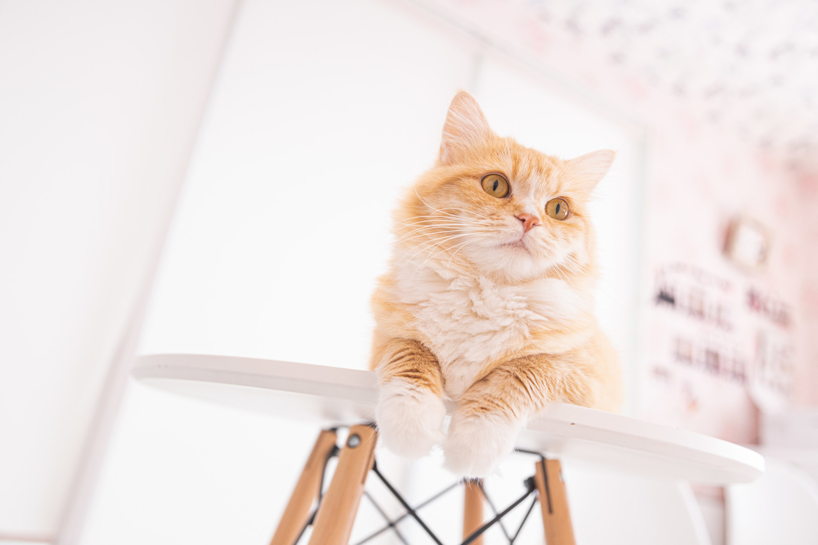 猫のゴロゴロはまだまだ謎ばかり? 喉を鳴らす意味と不思議な効果!