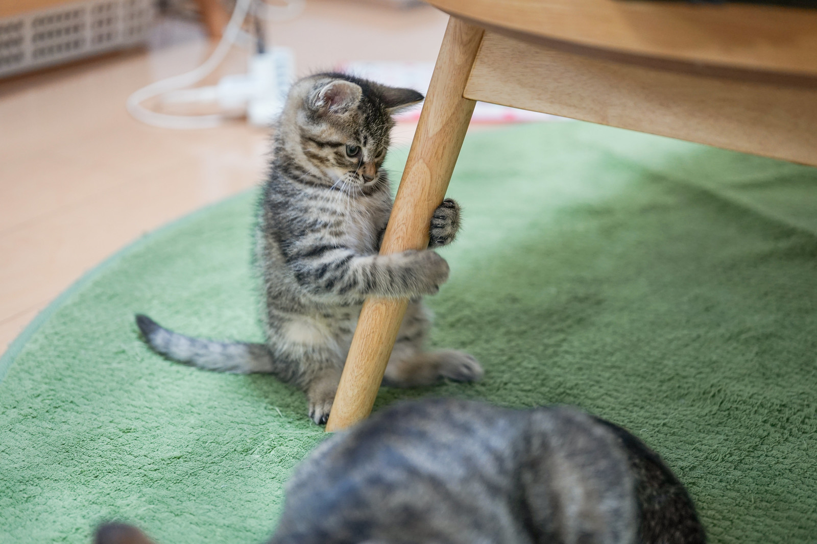 猫が人に送る愛情のサインを知って上手にコミュニケーション!