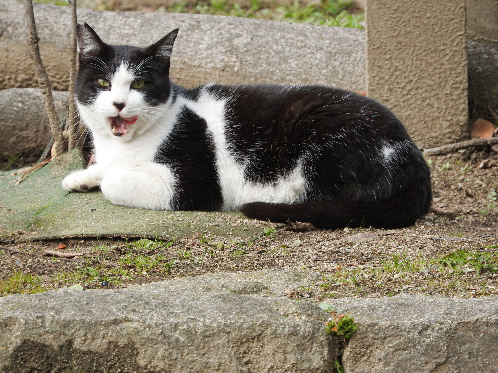 猫が人に送る愛情のサインを知って上手にコミュニケーション!