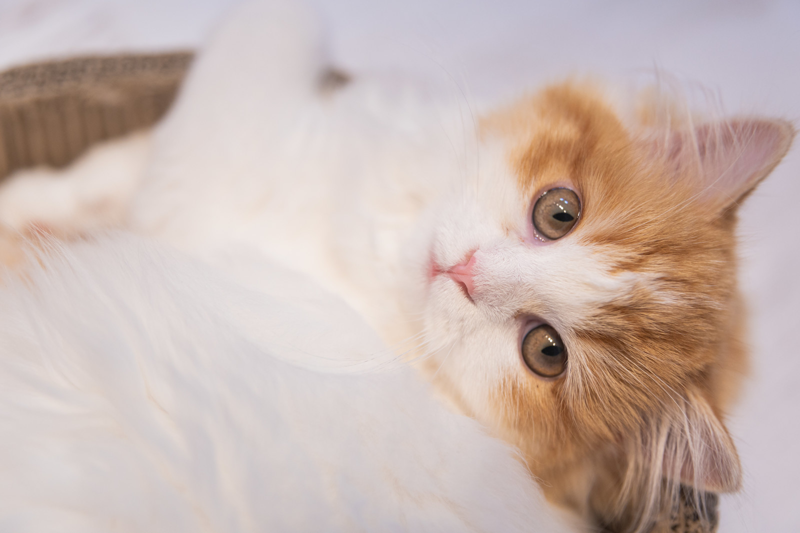猫が人に送る愛情のサインを知って上手にコミュニケーション!